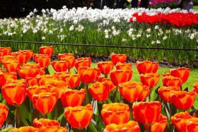 keukenhof2019/_MG_9008-web.jpg