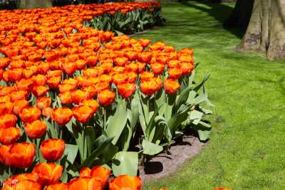 keukenhof2019/_MG_9010-web.jpg