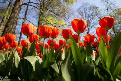 keukenhof2019/_MG_9026-web.jpg