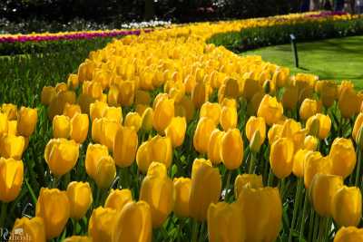 keukenhof2019/_MG_9040-web.jpg