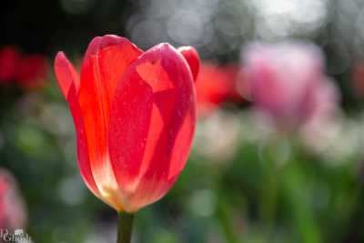 keukenhof2019/_MG_9046-web.jpg