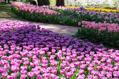 keukenhof2019/_MG_9055-Edit-web.jpg