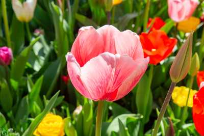 keukenhof2019/_MG_9081-web.jpg