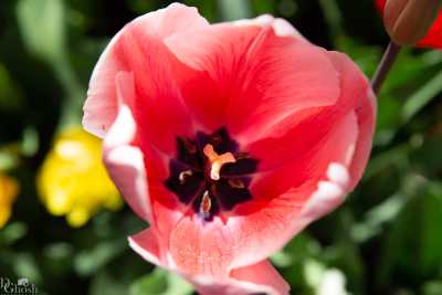 keukenhof2019/_MG_9083-web.jpg