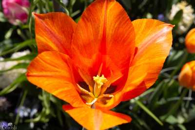 keukenhof2019/_MG_9099-web.jpg