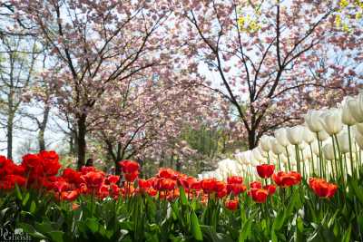 keukenhof2019/_MG_9105-web.jpg