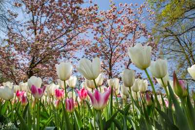 keukenhof2019/_MG_9108-Edit-web.jpg