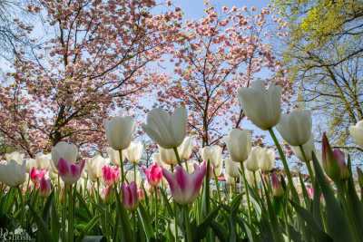 keukenhof2019/_MG_9108-web.jpg