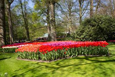 keukenhof2019/_MG_9115-web.jpg