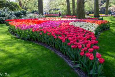 keukenhof2019/_MG_9121-web.jpg