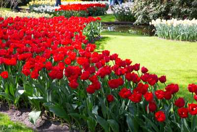 keukenhof2019/_MG_9136-web.jpg