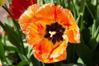 keukenhof2019/_MG_9165-web.jpg