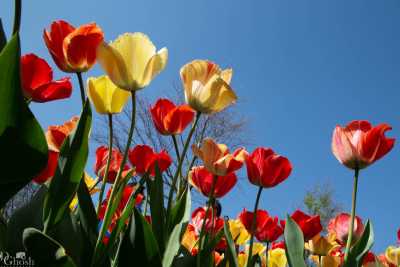 keukenhof2019/_MG_9168-web.jpg