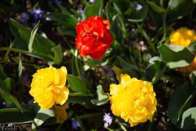 keukenhof2019/_MG_9207-web.jpg