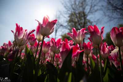 keukenhof2019/_MG_9218-web.jpg