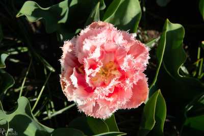 keukenhof2019/_MG_9231-web.jpg