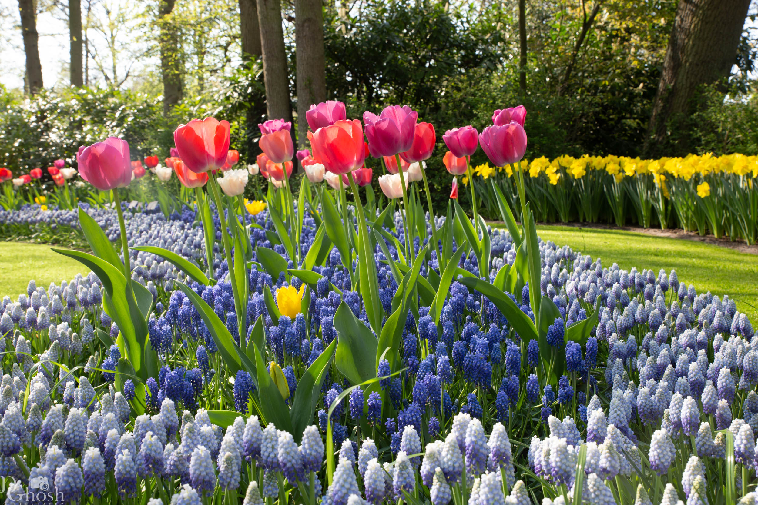 keukenhof2019/_MG_9280-web.jpg