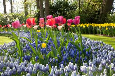 keukenhof2019/_MG_9280-web.jpg