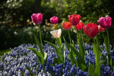 keukenhof2019/_MG_9284-web.jpg