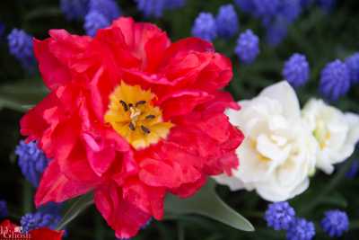 keukenhof2019/_MG_9293-web.jpg