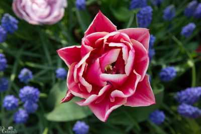 keukenhof2019/_MG_9295-web.jpg