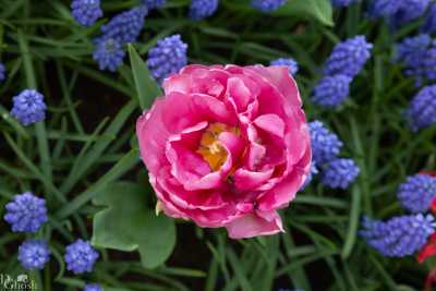 keukenhof2019/_MG_9298-web.jpg