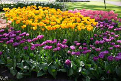 keukenhof2019/_MG_9312-web.jpg