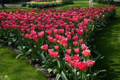 keukenhof2019/_MG_9319-web.jpg