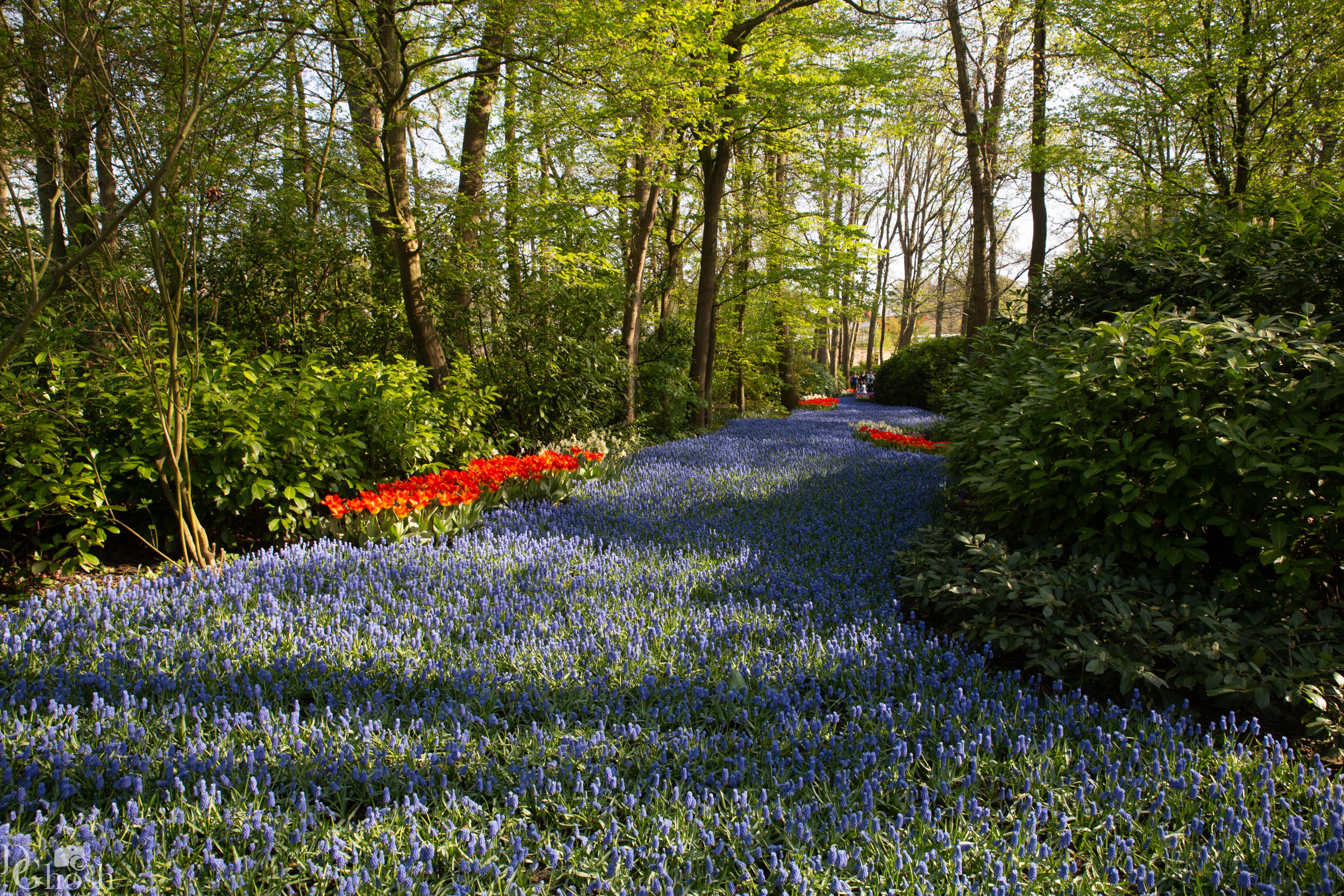 keukenhof2019/_MG_9323-web.jpg