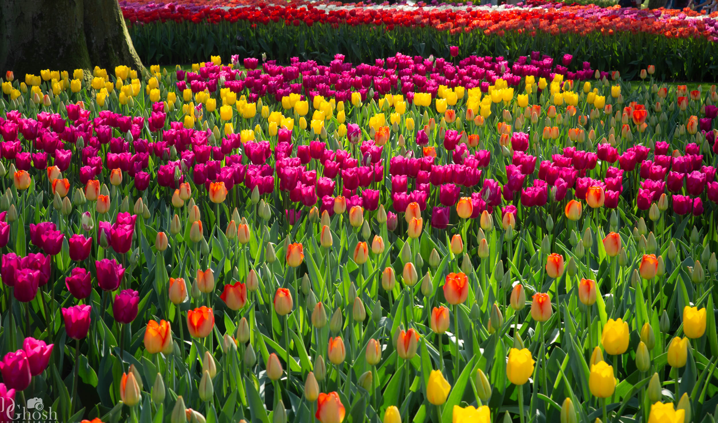 keukenhof2019/_MG_9337-web.jpg
