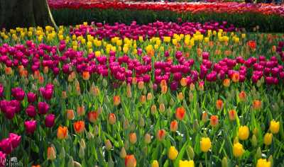 keukenhof2019/_MG_9337-web.jpg