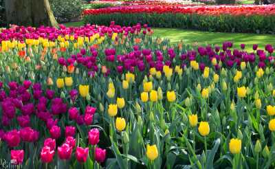 keukenhof2019/_MG_9340-web.jpg