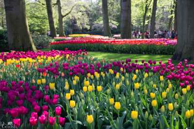 keukenhof2019/_MG_9342-web.jpg