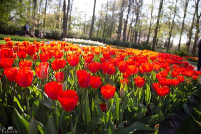 keukenhof2019/_MG_9354-web.jpg