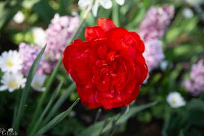 keukenhof2019/_MG_9357-web.jpg