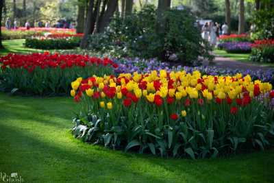 keukenhof2019/_MG_9364-web.jpg