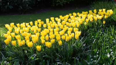 keukenhof2019/_MG_9395-web.jpg