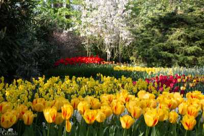 keukenhof2019/_MG_9404-web.jpg