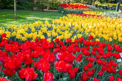 keukenhof2019/_MG_9452-web.jpg