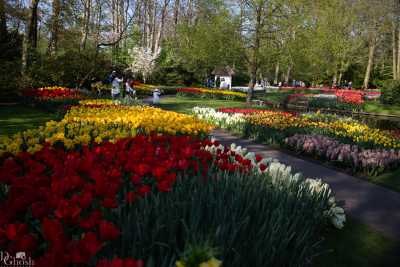 keukenhof2019/_MG_9456-web.jpg