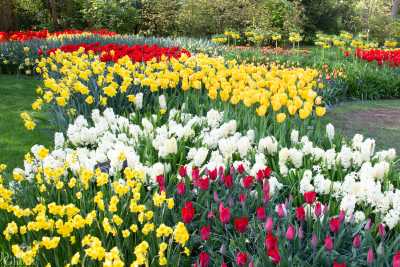 keukenhof2019/_MG_9468-web.jpg