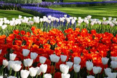 keukenhof2019/_MG_9515-web.jpg