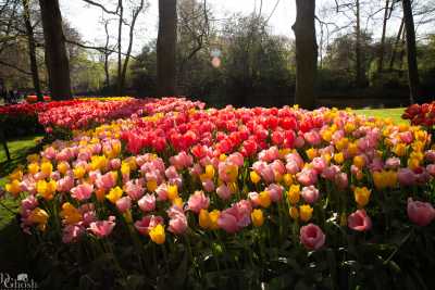 keukenhof2019/_MG_9519-web.jpg