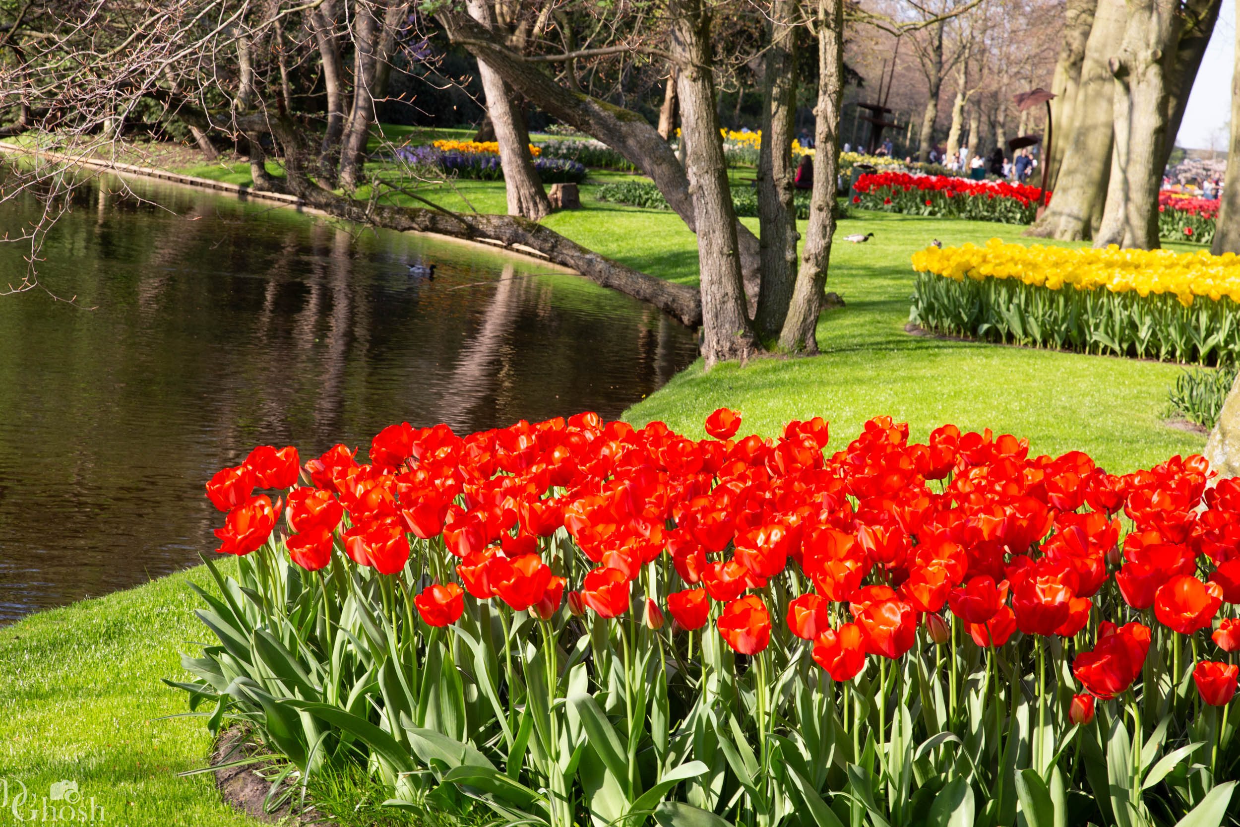 keukenhof2019/_MG_9528-web.jpg