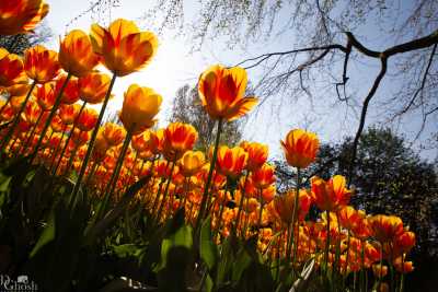 keukenhof2019/_MG_9540-web.jpg