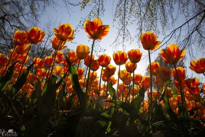 keukenhof2019/_MG_9543-web.jpg