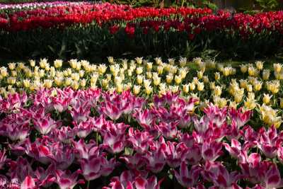 keukenhof2019/_MG_9558-web.jpg