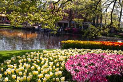 keukenhof2019/_MG_9563-web.jpg