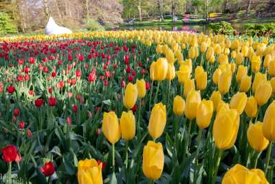 keukenhof2019/_MG_9567-web.jpg