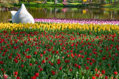 keukenhof2019/_MG_9569-web.jpg